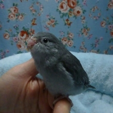 手乗りマメルリハ　モーブ　女の子のヒナ