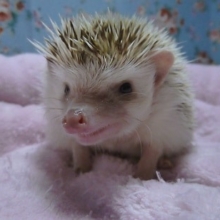 ハリネズミ　シナモンパイドの女の子