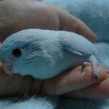 手乗りマメルリハ　アメリカンホワイトの男の子　ヒナくん