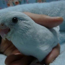 手乗りマメルリハ　アメリカンホワイトの女の子　ヒナ