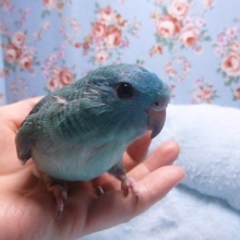手乗りサザナミインコ　ブルー　ヒナ餌卒業済