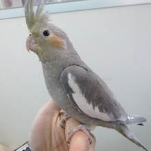 手乗りオカメインコ　ノーマル（並）　ヒナ餌卒業済み