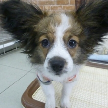 パピヨン　出迎え犬デビュー！