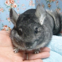 チンチラ　ノーマルグレー　女の子