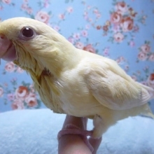 手乗りサザナミインコ　クリームイノ