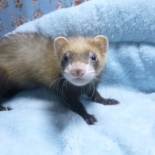 パスバレーフェレット　男の子　セーブル