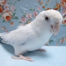 マメルリハ・アメリカンホワイトパイド・ファロー