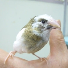 手乗り十姉妹（ジュウシマツ）