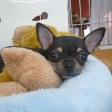 スムースチワワ　ブラック＆タンの男の子