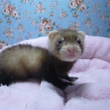 パスバレーフェレット　セーブル　女の子！