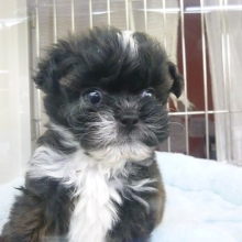 ミックス犬　チワワ×シーズー　男の子