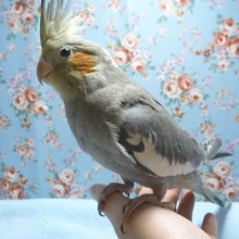 手乗りオカメインコ　ノーマル　ヒナ餌卒業済