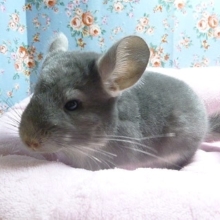 チンチラ　バイオレットの女の子