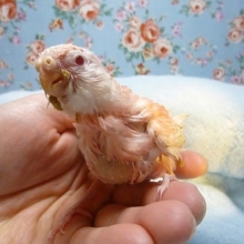 手乗り秋草インコ（アキクサインコ）　ルビノーのヒナ