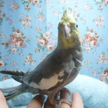 手乗りオカメインコ　ノーマルの男の子