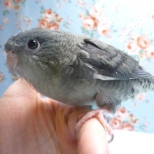 サザナミインコ・モーブ