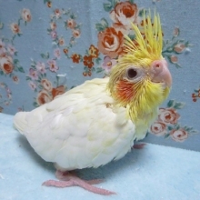 手乗りオカメインコ　ルチノー　ヒナ　１月２４日