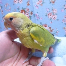 コザクラインコ・タイガーチェリー・パイド