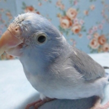 手乗りマメルリハ　ブルー　男の子　ヒナ餌卒業済み　１月９日