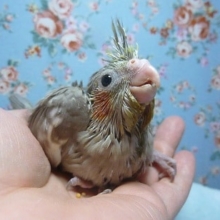 手乗りオカメインコ　シナモン　ヒナ　１月１８日