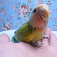 手乗りコザクラインコ　タイガーチェリー（パイド）のヒナ