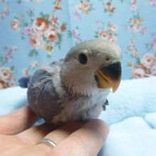 手乗りコザクラインコ　バイオレットのヒナ