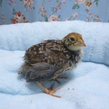 並ウズラ　ヒヨコ