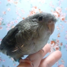 手乗りサザナミインコ　モーブ　ヒナ餌卒業済