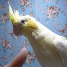 オカメインコ・パステルフェイス・ルチノー