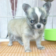 ロングコートチワワ　フォーン＆ホワイトの男の子