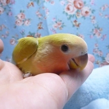 手乗りコザクラインコ　シナモングリーンのヒナ