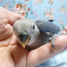 コザクラインコ・バイオレット