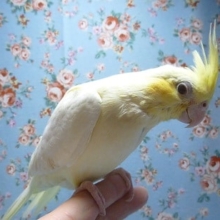 手乗りオカメインコ　パステルフェイスルチノー　ヒナ餌卒業済