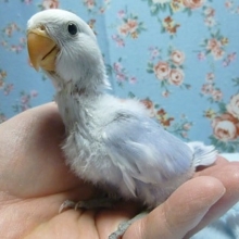 手乗りコザクラインコ　バイオレットパイドのヒナ