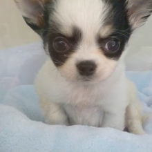 ロングコートチワワ　　ホワイトブラック＆タンの男の子