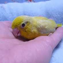手乗りマメルリハインコ　アメリカンイエロー　男の子　ヒナ