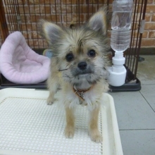 ミックス犬　お出迎え犬デビュー