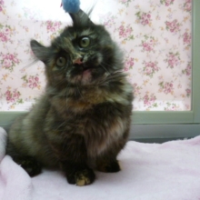 ２０１８年１１月３日生まれのキンカロー！