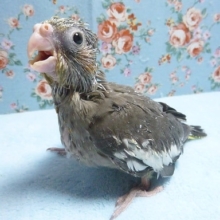 手乗りオカメインコ　ノーマル　ヒナ　２月２８日