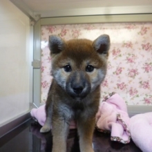 可愛い柴犬の　女の子　　２０１９年２月２２日撮影