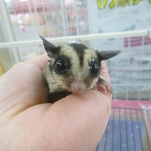 フクロモモンガ　ノーマルの女の子