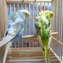 羽衣セキセイインコのペア