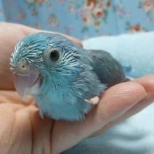 手乗りマメルリハインコ　ブルー　男の子　ヒナ