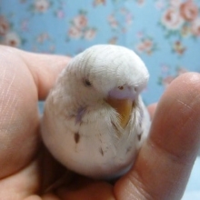 手乗りジャンボセキセイインコ　ブルーオパーリン
