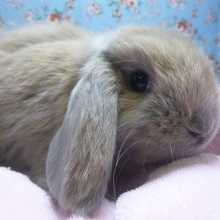 ロップイヤーラビット　オパール系の女の子