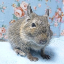 デグー　ノーマル　男の子　２月２８日