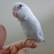 手乗りマメルリハ　アメリカンホワイト　女の子　ヒナ餌卒業済み