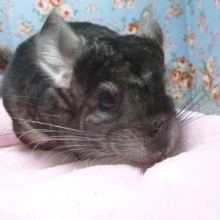 チンチラ　女の子　ノーマルグレー