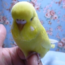 手乗りジャンボセキセイインコ　ダブルファクターイエロー