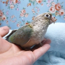 手乗りウロコメキシコインコ　ブルーシナモン　ヒナ